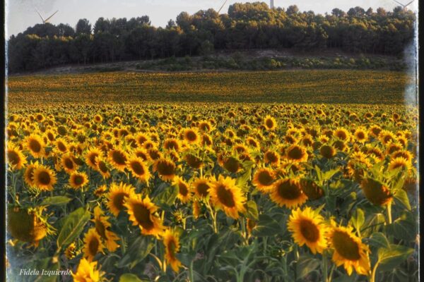 Paisajes de Campo